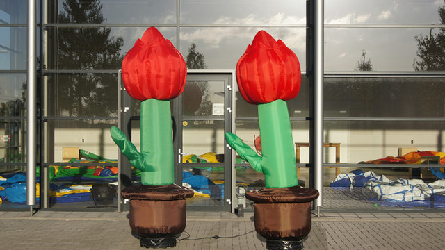 P Tulpen 