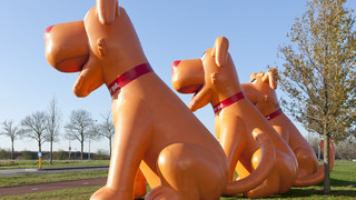P Hunde Zoo und Co 