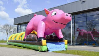 A Bauchrutsche Schwein 