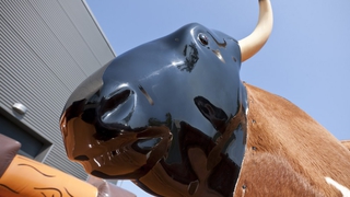 Bullriding Rodeobulle 